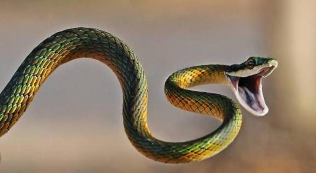 স্বপ্নে সাপ দেখলে কী হয়? হাদিসে যা বলা আছে